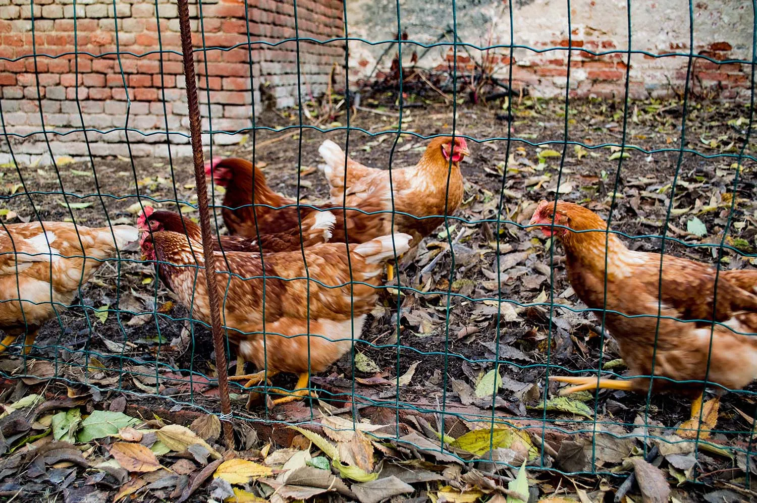 galline